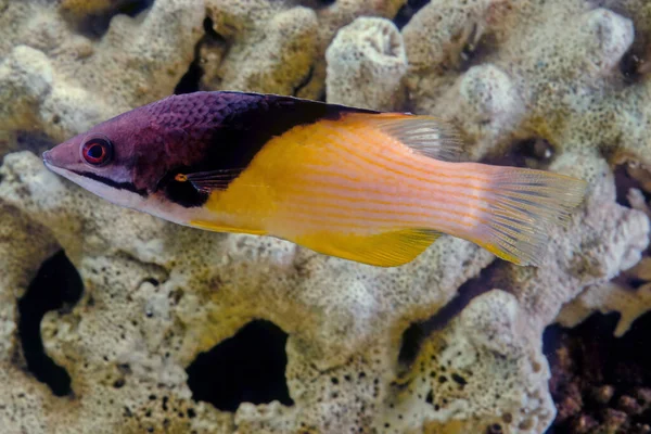 Bodianus Mesothoraxwhich Has Distinct Blackish Diagonal Band Purplish Head End — Stock Photo, Image