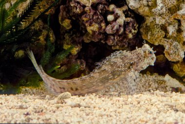 Salarias fasciatus (jewelled blenny) is a popular marine aquarium fish species in Australasia