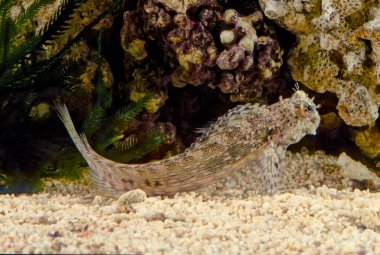 Salarias fasciatus (jewelled blenny) is a popular marine aquarium fish species in Australasia clipart