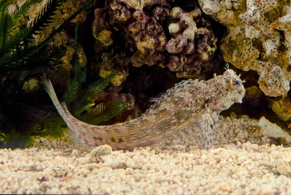 Salarias fasciatus (jewelled blenny) is a popular marine aquarium fish species in Australasia
