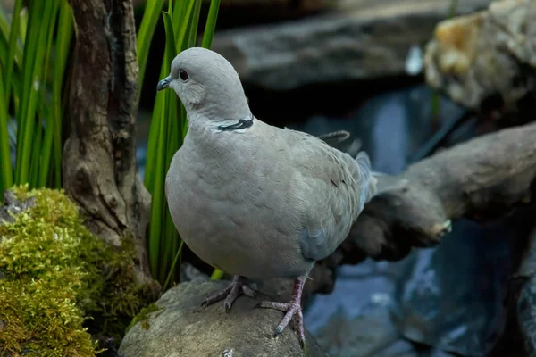 The Eurasian collared dove (Streptopelia decaocto) is a dove species native to Europe and Asia
