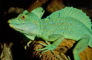 Tüylü basilisk (Basiliscus plumifrons) ya da yaygın olarak kullanılan adıyla yeşil basilisk (çift ibikli basilisk), Corytophanidae familyasından bir kertenkele türüdür. Bu tür Orta Amerika 'ya özgüdür..