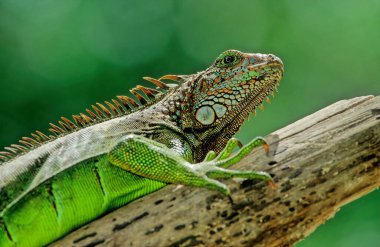 Yeşil iguana (