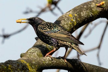 Sığırcık ya da sığırcık (