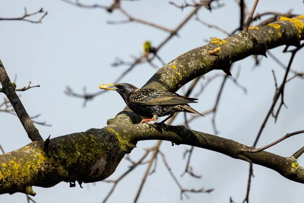 The common starling or European starling (Sturnus vulgaris), also known simply as the starling in the British Isles, is a medium-sized passerine bird in the starling family,