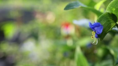 Adda nehrinin kıyısında doğal bitki örtüsü.