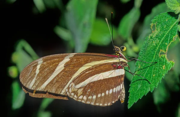 ヘリキシウス カリトニア Heliconius Charithonia ゼブラ ロングウィングまたはゼブラ ヘリコニア ナンファルス科の亜科ヘリキニナエ属に属する蝶の一種である — ストック写真