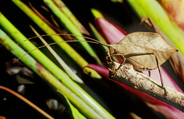 Лист Katydid Typophyllum Erosum Имитирует Мертвый Коричневый Лист Коста Рики — стоковое фото