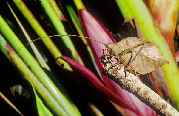 Hoja Katydid Typophyllum Erosum Imitando Hoja Marrón Muerta Costa Rica —  Fotos de Stock