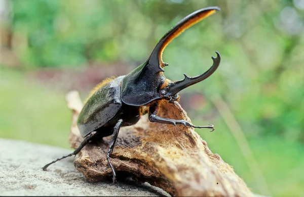 Esta Página Para Escarabajo Hércules Hércules Dynastes Debe Confundirse Con —  Fotos de Stock