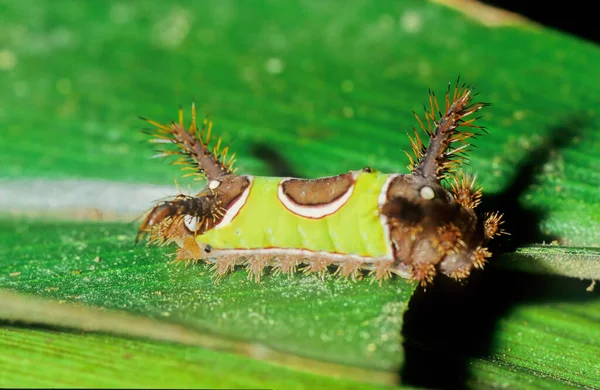 Saddleback Caterpillar Acharia Stimulea Formerly Sibine Stimulea Larva Species Moth — Stock Photo, Image