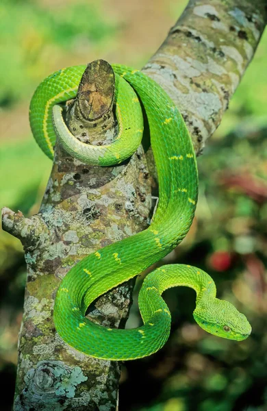 ボスリチス ラテラリス Bothriechis Lateralis コスタリカ西部とパナマ西部の山々に生息する毒液ピットバイパー種である — ストック写真