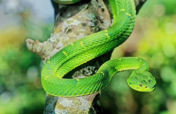 ボスリチス ラテラリス Bothriechis Lateralis コスタリカ西部とパナマ西部の山々に生息する毒液ピットバイパー種である — ストック写真