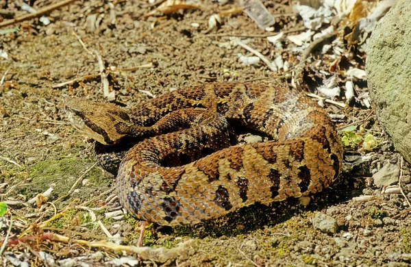 Bothrops Atrox Also Known Common Lancehead Fer Lance — Stock Photo, Image