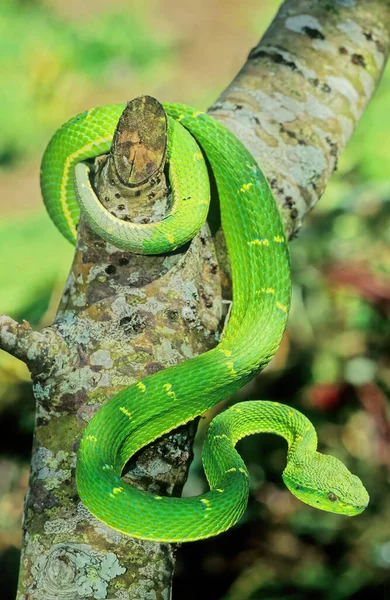 Bothriechis Lateralis Venomous Pit Viper Species Found Mountains Costa Rica — Stock Photo, Image