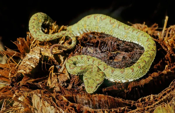 Bothriechis Schlegelii 通常被称为眼睫蛇 Eyelash Viper 是一种毒蛇科毒蛇 — 图库照片