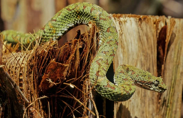 Bothriechis Schlegelii Allgemein Als Wimpernviper Bekannt Ist Eine Giftige Grubenviper — Stockfoto