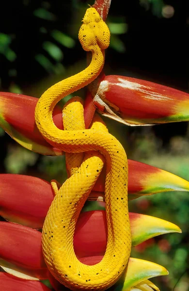 Bothriechis Schlegelii Una Especie Víbora Venenosa Familia Viperidae — Foto de Stock