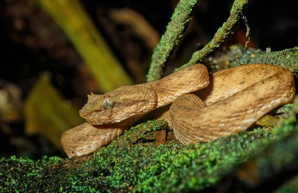 Bothriechis Schlegelii Known Commonly Eyelash Viper Species Venomous Pit Viper — Stock Photo, Image