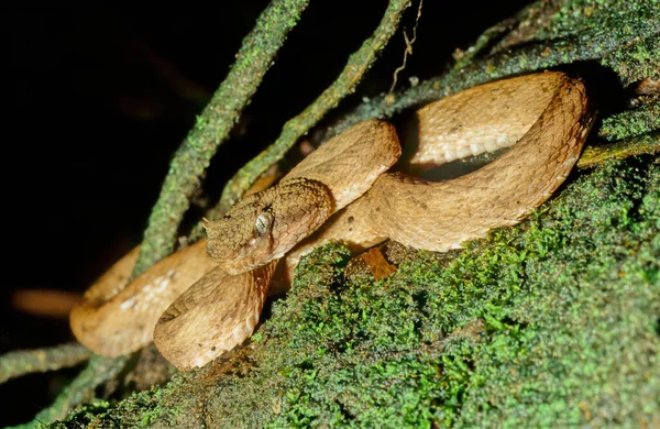 Bothriechis Schlegelii Known Commonly Eyelash Viper Species Venomous Pit Viper — Stock Photo, Image