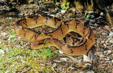 Lachesis muta, also known as the Southern American bushmaster or Atlantic bushmaster, is a venomous pit viper species found in South America. clipart