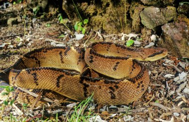 Lachesis muta, also known as the Southern American bushmaster or Atlantic bushmaster, is a venomous pit viper species found in South America. clipart