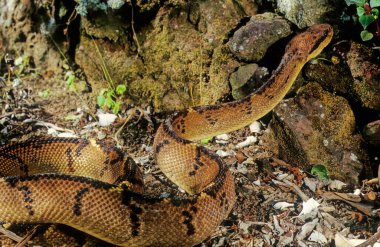 Lachesis muta, Güney Amerika 'da bulunan zehirli bir çukur engerek türüdür..