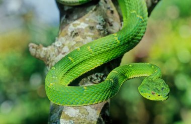 Bothriechis lateralis Kosta Rika ve batı Panama dağlarında bulunan zehirli bir çukur engerek türüdür.