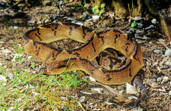 Lachesis muta, also known as the Southern American bushmaster or Atlantic bushmaster, is a venomous pit viper species found in South America.