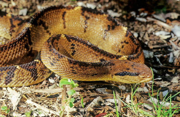 Lachesis muta, also known as the Southern American bushmaster or Atlantic bushmaster, is a venomous pit viper species found in South America.