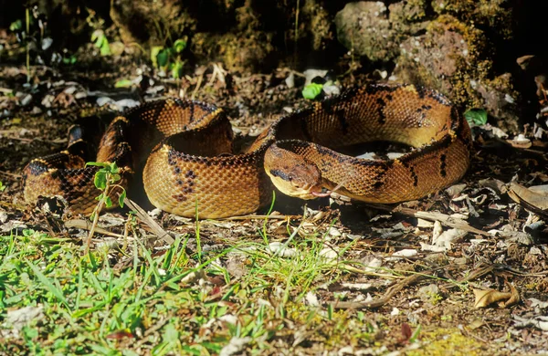 Lachesis Muta Известный Southern American Bushmaster Atlantic Bushmaster Ядовитая Гадюка — стоковое фото