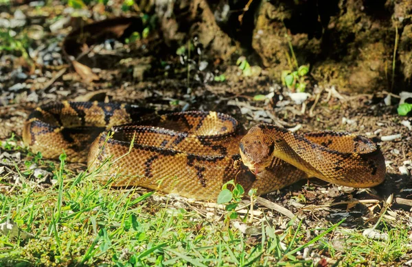 Lachesis Muta Também Conhecido Como Arbusto Mor Sul Americano Arbusto — Fotografia de Stock