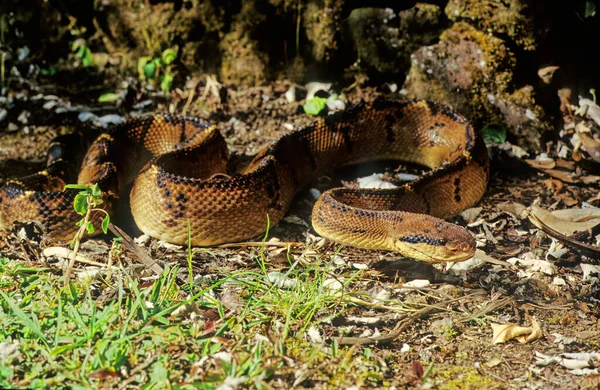 Lachesis Muta Also Known Southern American Bushmaster Atlantic Bushmaster Venomous — Stock Photo, Image