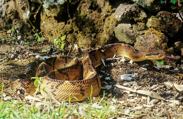 Lachesis Muta Est Une Espèce Vipère Venimeuse Que Trouve Amérique — Photo