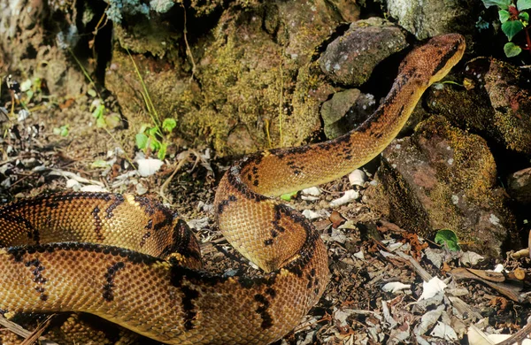 Lachesis Muta Auch Als Südamerikanischer Buschmeister Oder Atlantischer Buschmeister Bekannt — Stockfoto