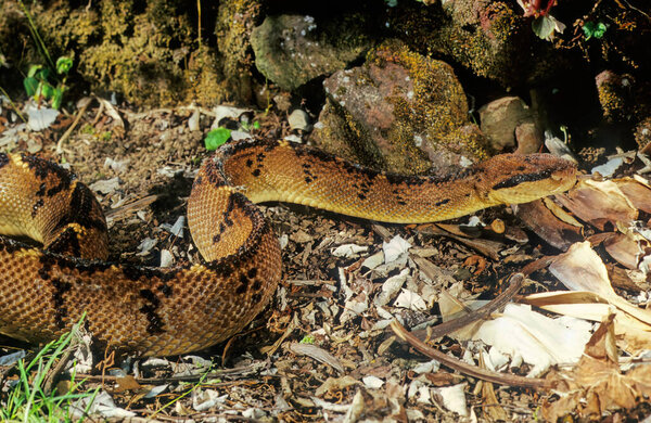Lachesis muta, also known as the Southern American bushmaster or Atlantic bushmaster, is a venomous pit viper species found in South America.