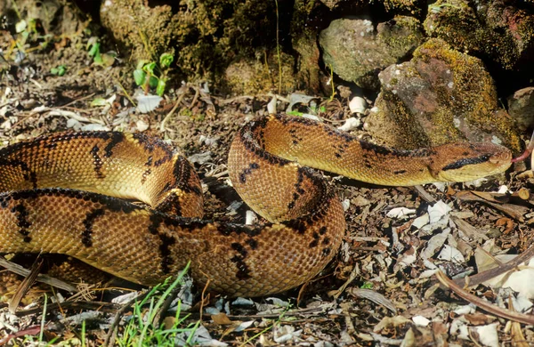 Lachesis Muta Also Known Southern American Bushmaster Atlantic Bushmaster Venomous — Stock Photo, Image