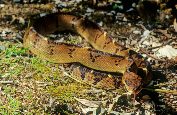 Lachesis muta, also known as the Southern American bushmaster or Atlantic bushmaster, is a venomous pit viper species found in South America.