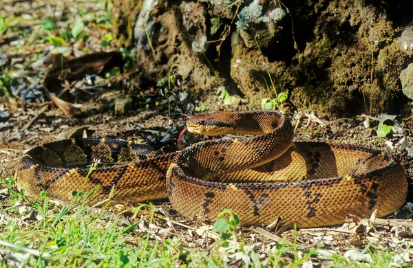 Lachesis Muta Auch Als Südamerikanischer Buschmeister Oder Atlantischer Buschmeister Bekannt — Stockfoto