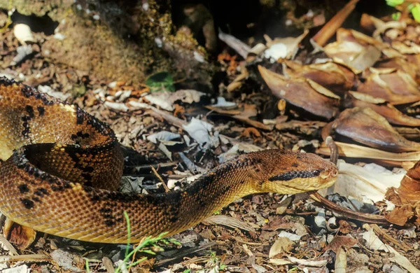 Lachesis Muta También Conocida Como Bushmaster Sudamericano Bushmaster Atlántico Una — Foto de Stock