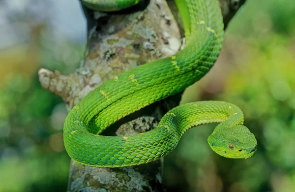 Bothriechis Lateralis Est Une Espèce Vipère Venimeuse Que Trouve Dans — Photo