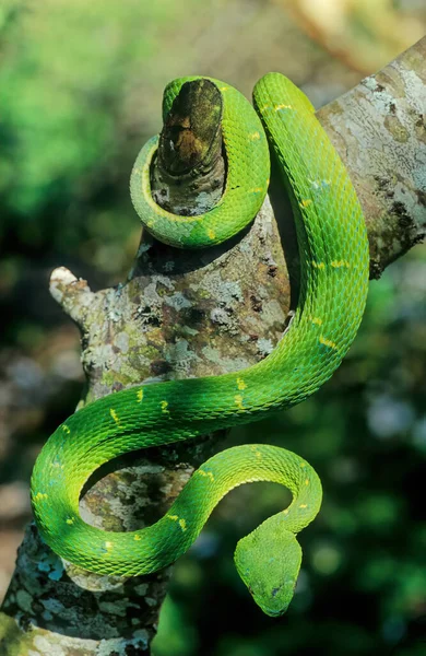 Bothriechis Lateralis Είναι Ένα Δηλητηριώδες Είδος Οχιάς Που Βρίσκεται Στα — Φωτογραφία Αρχείου