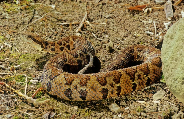 Bothrops Atrox Also Known Common Lancehead Fer Lance — Stock Photo, Image