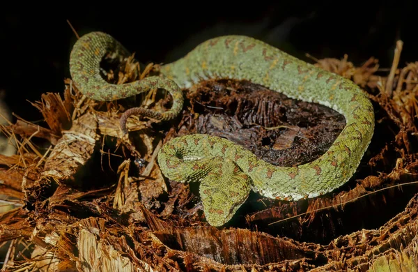 ボスリチス シュグレゲリイ Bothriechis Schlegelii 通称まつ毛バイパー ヴィペルディウス科の毒ピットバイパーの一種である — ストック写真