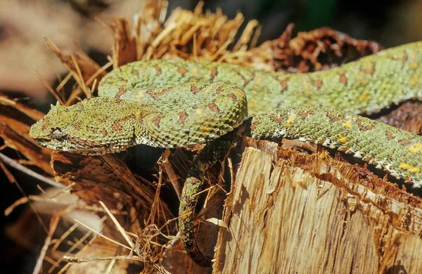 Bothriechis Schlegelii Uma Espécie Víbora Família Viperidae — Fotografia de Stock