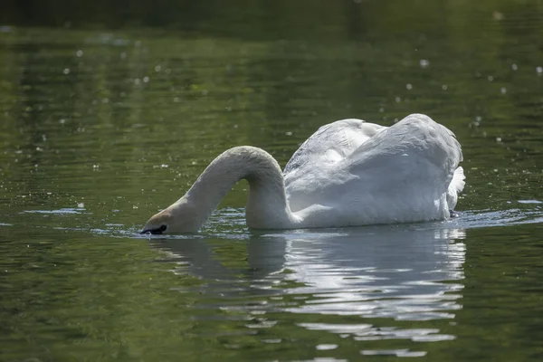 Łabędzie Ptakami Rodziny Anatidae Rodzaju Cygnus — Zdjęcie stockowe