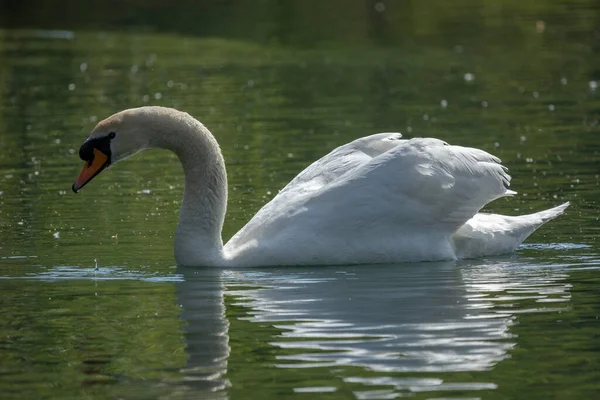 Kuğular Anatidae Familyasının Cygnus Cinsi Içinde Bulunan Kuşlardır — Stok fotoğraf