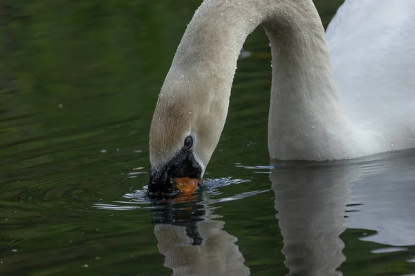 Les Cygnes Sont Des Oiseaux Famille Des Anatidae Genre Cygnus — Photo