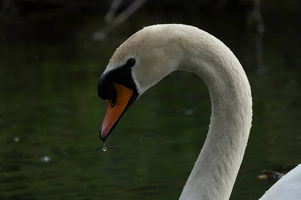 Swans Uma Espécie Ave Família Anatidae — Fotografia de Stock