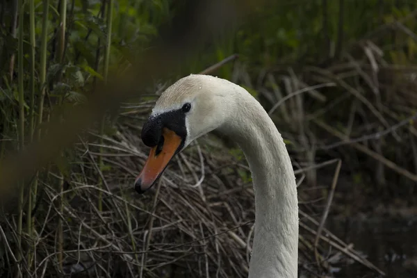 白鳥はCygnus属内のAnatidae科の鳥です — ストック写真